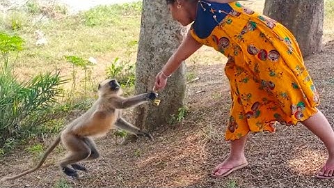 Monkey Slow Motion Video // Monkey Jumping Slow Motion