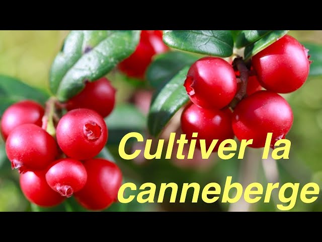 Cultiver la canneberge 