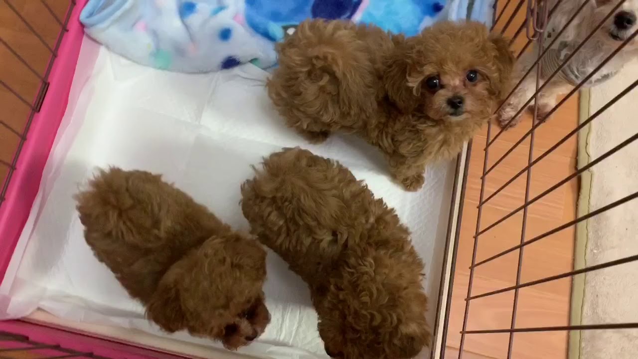 広島県のミックス犬 女の子 12 14生まれ レッド 子犬id ブリーダーナビ