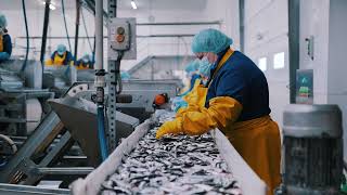 Small Fish Nobbing Machine