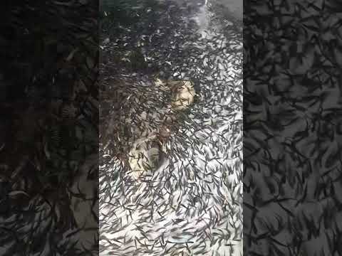 კალმახის ლიფსიტი