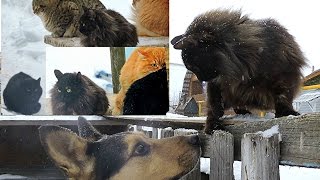2 Koshlandia, Solnishko and Behemoth, Кошляндия и соседский кот БЕГЕМОТ 2 Koshlandia, Solnishko and Behemoth, Кошляндия и соседский кот БЕГЕМОТ
