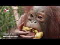 An Update on Topan the Orangutan July 2019