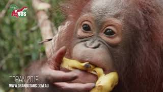An Update on Topan the Orangutan July 2019