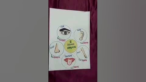 SUPER SENSES - DIAGRAM || Sense Organs || L - 1 Super Senses || Class -5  || EVS || Learn With Logic