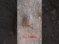 السلاحف البرية  فكرون صغير