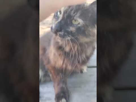 kitty