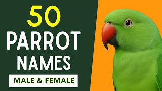 Parrot Names Male & Female | 50  Amazing Parrot Names in English 🦜