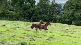 Lot 50 Lot 60 Gobell Blake Gobell Dean - 311020 Wpcs Official Online Sale Farmers Marts