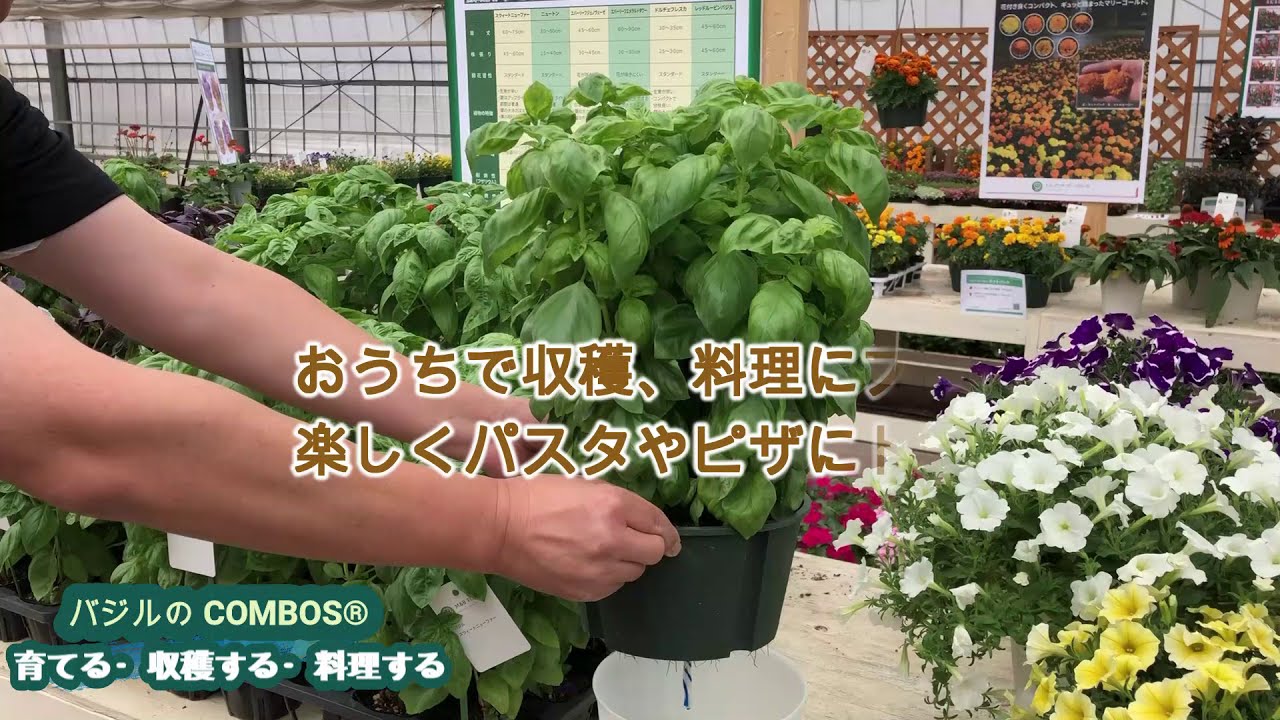 6種類の「バジル」と 水耕栽培で育てて収穫して料理する「おうちで