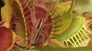 Venus Flytrap VS Huge Spider!!!