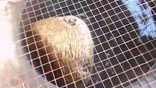 Floating Stone Of Rameswaram