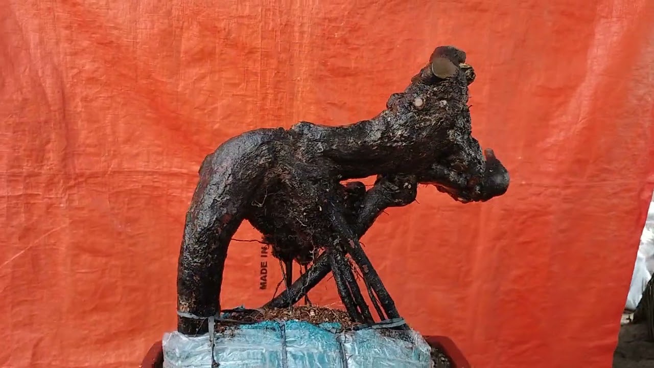 ((₫ã bán))M521 phôi thị lọ nồi lũa vách 350k lh 0784005295 khiêm