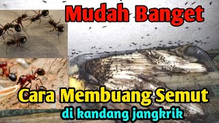 Cara Ampuh Membuang Semut yang Ada di Bok jangkrik