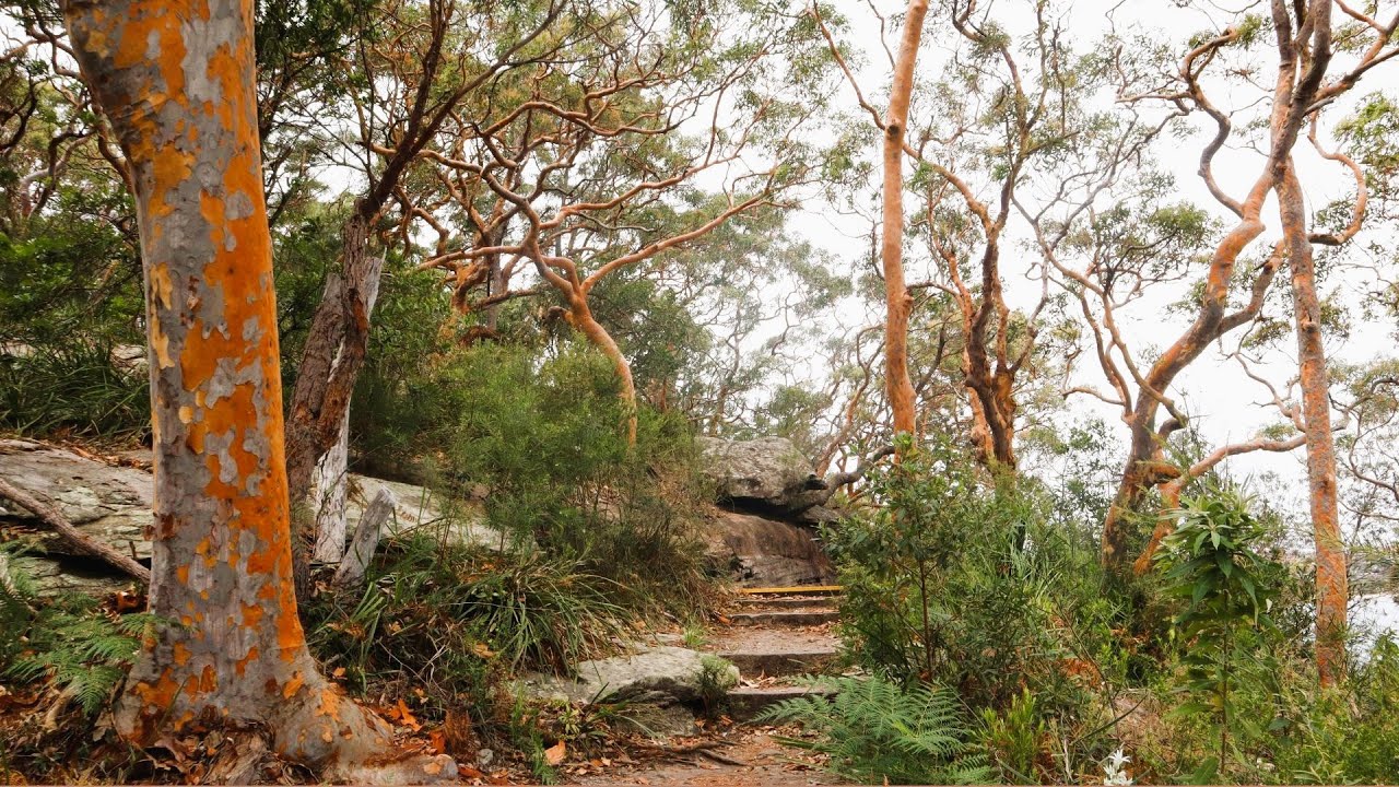 Exploring Australia | Day 30 | Spit to Manly Scenic walk