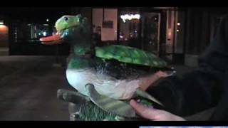 Transitional Form: The Turtle-duck