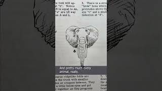 How to Draw Animals