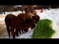 Альпаки и свежий корм. Alpacas eating fresh barley fodder