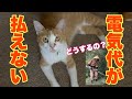 「電気代が払えない」山で草刈りをして暮らす老人の一言に、猫が神すぎる/猫散歩