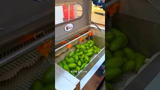 Brush Washer Machine | Fruit & Vegetable Washing Machine for Food Processing