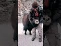 We Caught A Yak On The Way To Khunjrab Top Yaks Animals Way Freestyle Caught Love World