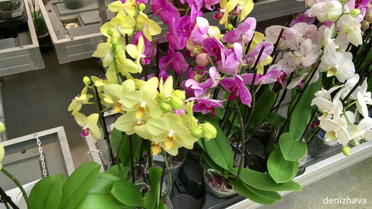 Bahçe Market - Alibeyköy Bahçe Market - Kaliteli Bitkiler - Kaliteli Çiçekler - Bitki Fiyatları