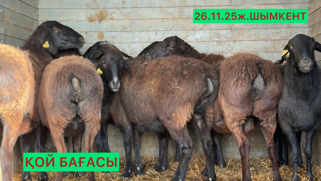 Қой бағасы 26.11.25ж