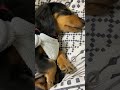 お昼寝チョコちゃん夢の中【カニンヘンダックス・チョコの日常】Kaninchen Dachshund #shorts