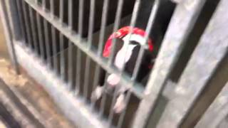 Rescue Only Medical Dog, Owner Surrender Paco