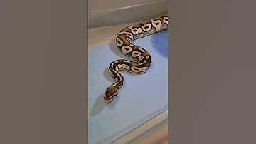 Ball Python Feeding (Python Regius) 183