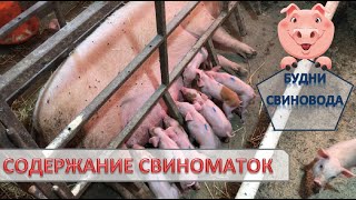 Фиксированный станок облегчает жизнь для свиновода// плановый опорос// когда ставлю свинку на опорос