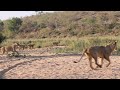 LIONS catch IMPALA and then the male arrives.