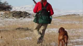 Idaho Chukar Hunting action. Dogs, guns, girls - with Ron Spomer screenshot 5