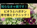 【目からウロコ！】ハボタンとビオラの寄せ植え！