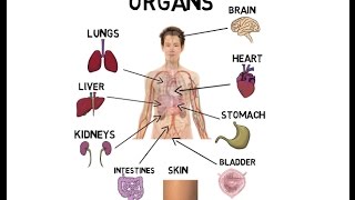 Organs of the body