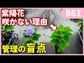 【知らないと後悔する】来年紫陽花が咲きません by 園芸チャンネル 861 #園芸 #ガーデニング #初心者