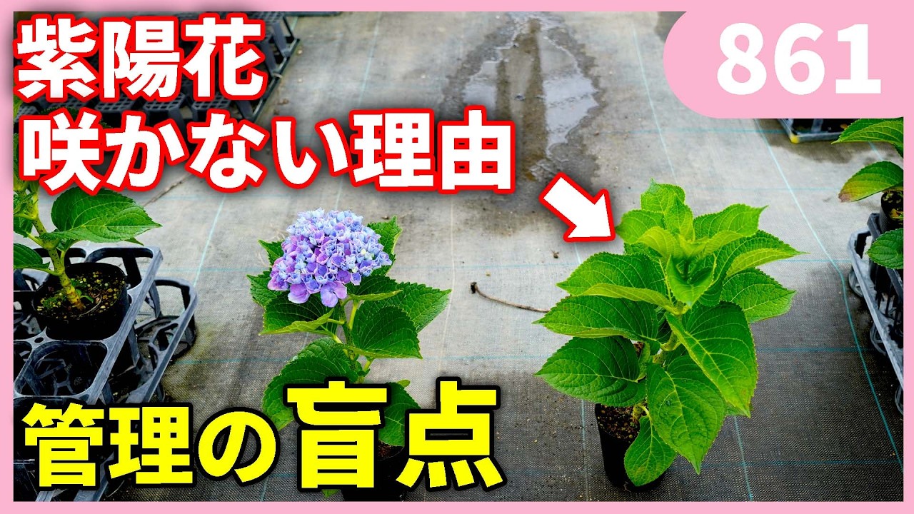 【知らないと後悔する】来年紫陽花が咲きません by 園芸チャンネル 861 #園芸 #ガーデニング #初心者