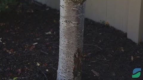 Holes in Trees | Wood-boring Insects | How to Identify Borer Damage and Get Rid of Borers