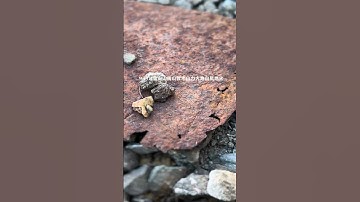 GINKO + Avalon Harmonics drops tomorrow #eurorack #avalonharmonics #modularsynthesizer