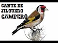 Cante de Jilguero Campero Goldfinch