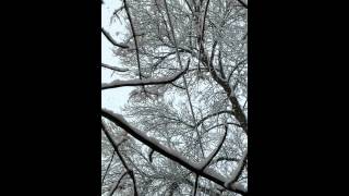 Asi cae la nieve en austin mn