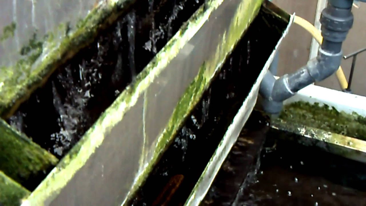 Bakki Shower filled with Bacteria House 2011 YouTube