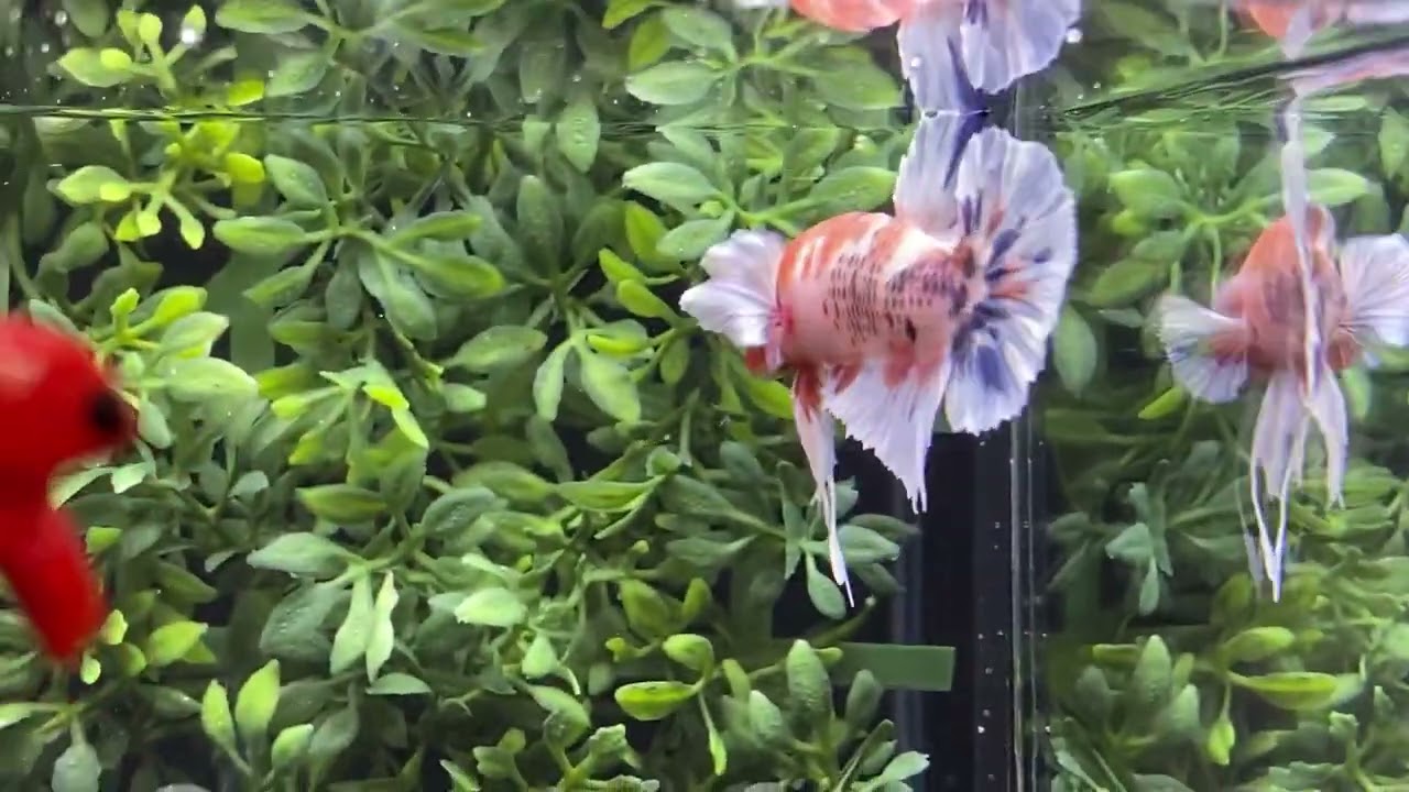 プラカット ダンボ　ファンシー [Julb-111]