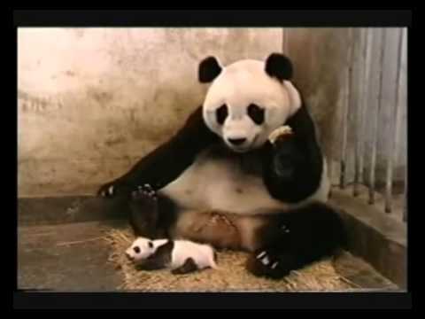 baby panda sneezing youtube