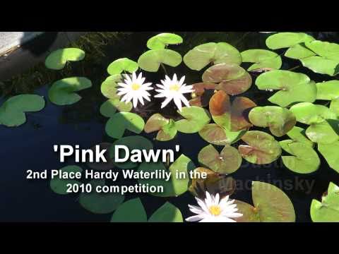 Pink Dawn Waterlily, new 2010, Bicolor waterlily