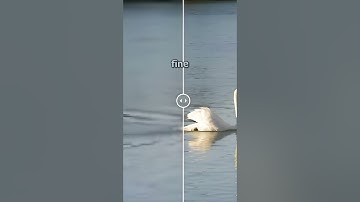Adobe Releases NEW Upscaling Video AI
