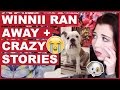 Winnii Ran Away! + Other Crazy Stories
