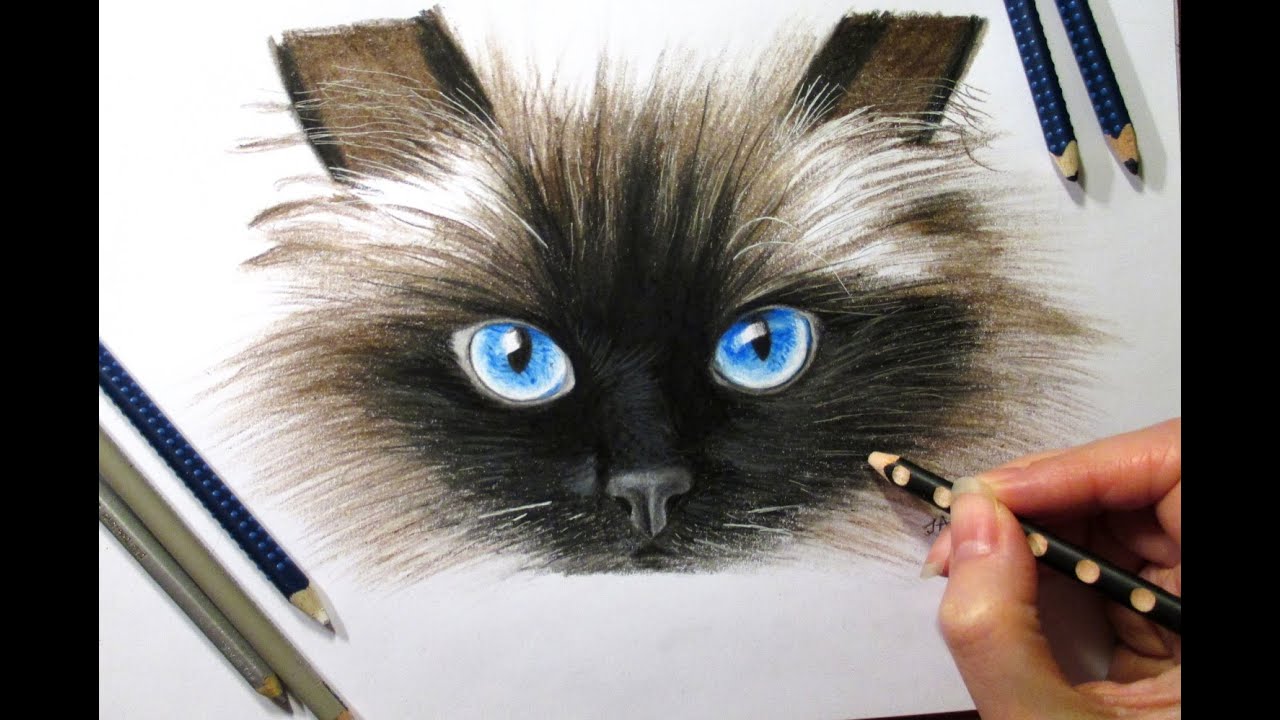 Drawing Cat's Face in Colored Pencil #timelapse - YouTube