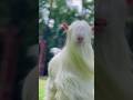 fanny goat #funny_goat #goat #whitegoat #animals #viral #shorts
