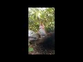 Secret Propagate a Lemon Tree Successfully.